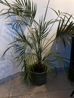 Areca Palm + pot, Tuin en Terras, Ophalen, Halfschaduw