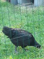 Australorp Hennen en Hanen, Dieren en Toebehoren, Pluimvee, Kip
