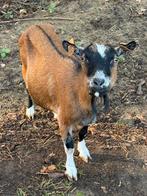 2 geiten, Dieren en Toebehoren, Schapen, Geiten en Varkens