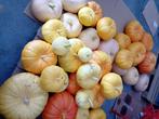 Pompoenen / courgetten, Zakelijke goederen, Ophalen