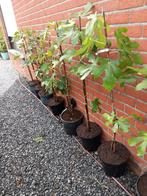 VIJGEN STRUIKEN "TURCA (NERO)", 15€/st, OPSTUREN MOGELIJK, Tuin en Terras, Planten | Tuinplanten, Ophalen of Verzenden, Vaste plant