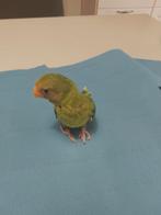 Tamme baby pruimkop parkiet, Geslacht onbekend, Parkiet, Geringd