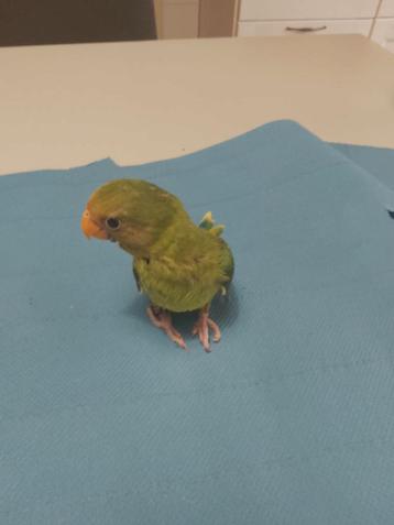 Tamme baby pruimkop parkiet  beschikbaar voor biedingen