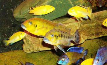 Pseudotropheus williamsi  beschikbaar voor biedingen