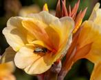 Groot assortiment Canna's, Ophalen of Verzenden, Voorjaar, Volle zon, Wortelstok