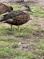 australische slobeend @ paradijshof, Dieren en Toebehoren, Pluimvee, Mannelijk, Eend