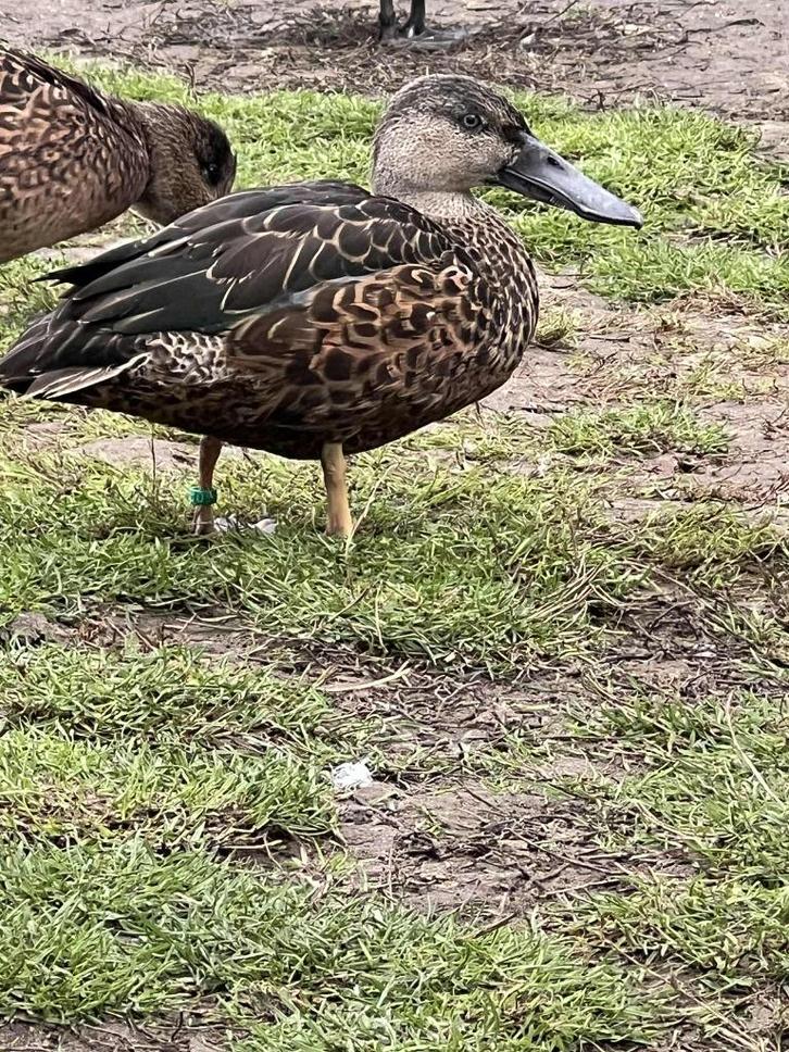 australische slobeend @ paradijshof, Dieren en Toebehoren, Pluimvee, Eend, Mannelijk