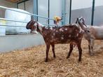 Nubische stamboek geit, Dieren en Toebehoren, Vrouwelijk, Geit, 0 tot 2 jaar