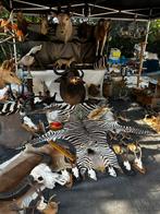 Taxidermie zebra vel tapijt huid ( lengte 3m ), Ophalen of Verzenden