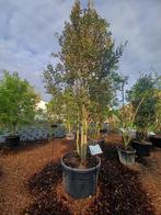 quercus ilex steeneik, Ophalen