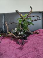 Driftwood aquarium, Enlèvement