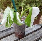 Monstera variegata, Ophalen of Verzenden