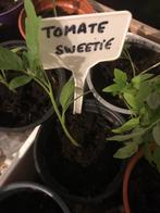 Plant de tomate Sweetie
