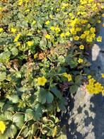 Sieraardbei/ goudsaarbei (bodembedekker), Tuin en Terras, Planten | Tuinplanten, Ophalen, Bodembedekkers, Vaste plant, Halfschaduw