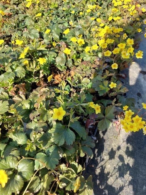 Sieraardbei/ goudsaarbei (bodembedekker), Tuin en Terras, Planten | Tuinplanten, Vaste plant, Bodembedekkers, Halfschaduw, Lente