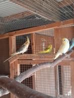 Jonge grasparkietjes te koop, Dieren en Toebehoren, Vogels | Parkieten en Papegaaien, Geringd