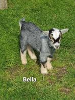 Lief , tam dwerggeitje Bella, Femelle, Chèvre, 0 à 2 ans