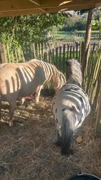 Prachtig pony duo, Dieren en Toebehoren, Gechipt, Hengst, A pony (tot 1.17m), 3 tot 6 jaar