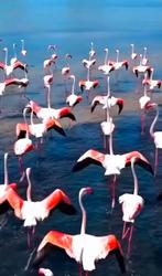 Torrevieja : Réservez votre appli de vacances maintenant, Immo, Torrevieja, 55 m², Ventes sans courtier, 2 pièces