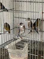 Parva Algerije  bloed, Dieren en Toebehoren, Vogels | Overige Vogels