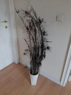 Pluimen pauwen, pauwenveren, Huis en Inrichting, Woonaccessoires | Overige, Ophalen, Gebruikt