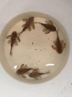 L136 B, Dieren en Toebehoren, Vissen | Aquariumvissen