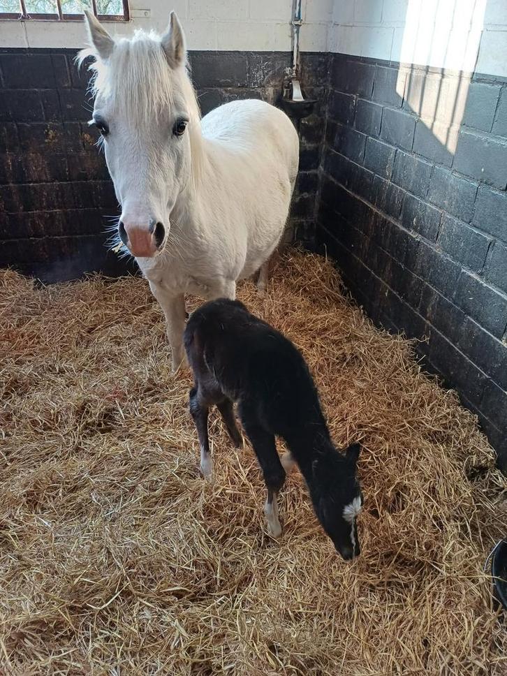 Kinderpony, Dieren en Toebehoren, Paarden en Pony's | Verzorgingsproducten, Zo goed als nieuw, Ophalen
