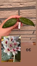 Hoya caudata, Huis en Inrichting, Kamerplanten, Ophalen of Verzenden