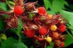 Japanse wijnbes, Tuin en Terras, Ophalen, Overige soorten, Volle zon, 100 tot 250 cm