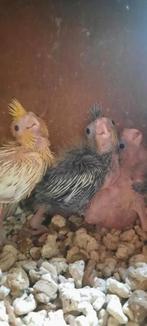 Valparkietjes handopfok, Dieren en Toebehoren, Tam
