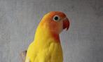 Nigrigenis Gele Zwartoog 2025, Dieren en Toebehoren, Vogels | Parkieten en Papegaaien, Geslacht onbekend, Dwergpapegaai of Agapornis