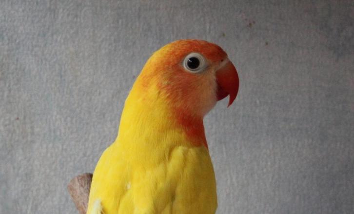 Nigrigenis Gele Zwartoog 2025, Dieren en Toebehoren, Vogels | Parkieten en Papegaaien, Dwergpapegaai of Agapornis, Geslacht onbekend