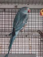 Halsbandparkiet blauw pop split wkw, Vrouwelijk, Parkiet, Geringd