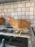 Leghorn buff, Dieren en Toebehoren, Pluimvee, Vrouwelijk, Kip