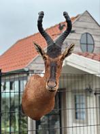 Taxidermie kop hartenbeest, Ophalen of Verzenden
