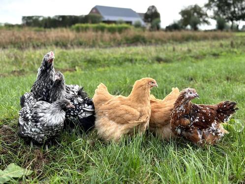 Jonge tamme Orpington kippen gesekst en ingeënt, Dieren en Toebehoren, Pluimvee, Kip, Vrouwelijk