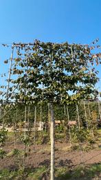 Parrotia Persica leibomen en hoogstam bomen, Enlèvement ou Envoi, Été