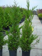 Haagplanten aan stuntprijzen!, Tuin en Terras, Ophalen