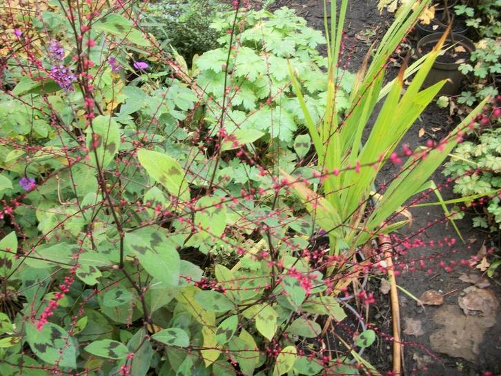 Persicaria Filiformis en andere Persicaria soorten, Tuin en Terras, Planten | Tuinplanten, Vaste plant, Overige soorten, Herfst