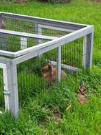 Dwerkonijn leeuwenkop vrouwtje, Dieren en Toebehoren, Konijnen, Vrouwelijk, Dwerg, 0 tot 2 jaar