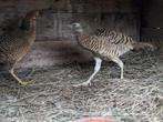 fazanten, Dieren en Toebehoren, Pluimvee