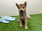 Shiba Inu pups, Dieren en Toebehoren, België, Overige rassen, 8 tot 15 weken, CDV (hondenziekte)