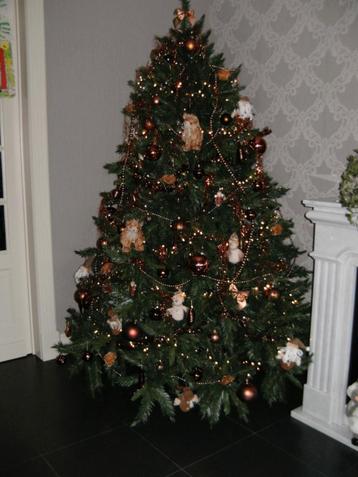 kerstboom (+ - 2m) beschikbaar voor biedingen