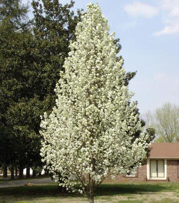 Pyrus Calleryana Chantecleer, Ophalen of Verzenden