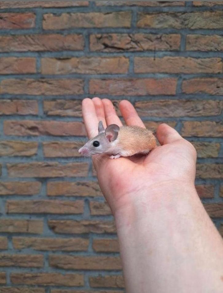 Groep Sinai stekelmuizen, Dieren en Toebehoren, Knaagdieren, Meerdere dieren, Muis, Oktober, Tam