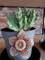 stapelia variegata, Ophalen