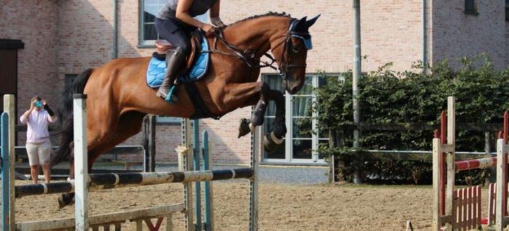 Springmerrie, drachtig van Ansingh de lis Z, Animaux & Accessoires, Chevaux, Jument, Ne s'applique pas, 165 à 170 cm, 7 à 10 ans