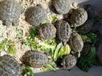 Schildpadjes, Animaux & Accessoires, Reptiles & Amphibiens