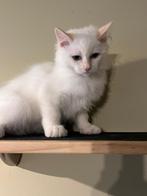 Ragdoll Kittens, Meerdere dieren, Gechipt, 0 tot 2 jaar