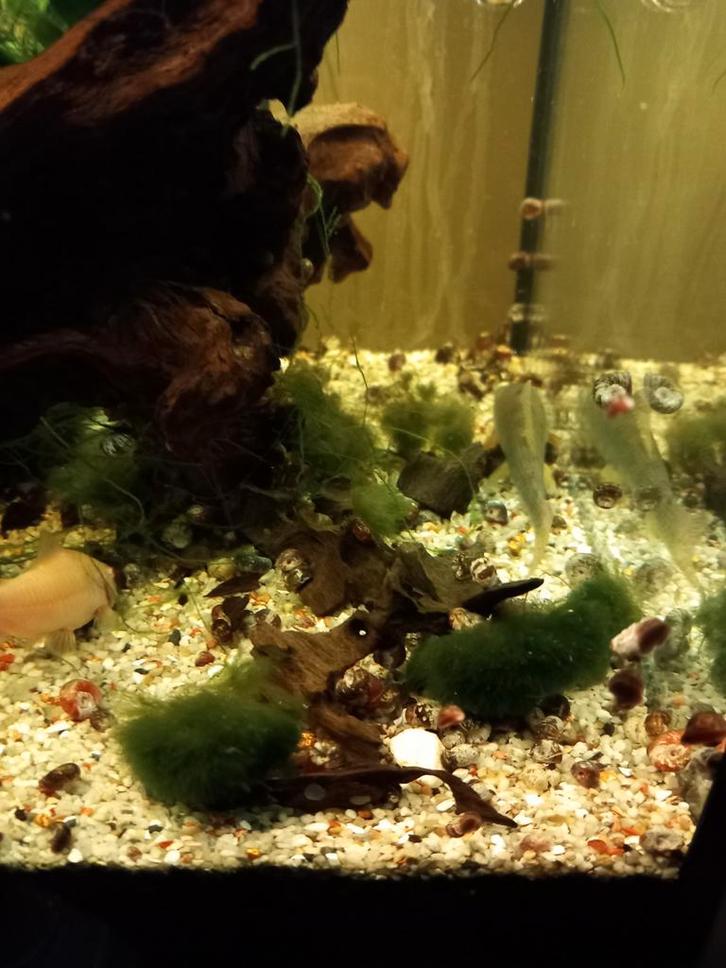 200 voor 8 euro: 0,04 euro per stuk + gratis
Slakken plannen, Dieren en Toebehoren, Vissen | Aquariumvissen